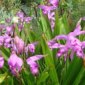 Bletilla striata